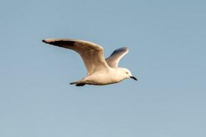 Black-billed Gull Endemic to New Zealand photo