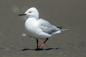 Black-billed Gull Endemic to New Zealand photo