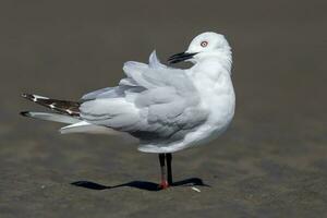 Black-billed Gull Endemic to New Zealand photo