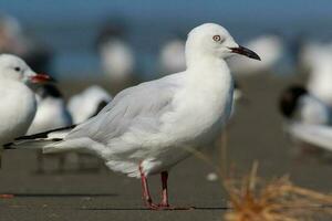 Black-billed Gull Endemic to New Zealand photo