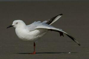 Black-billed Gull Endemic to New Zealand photo