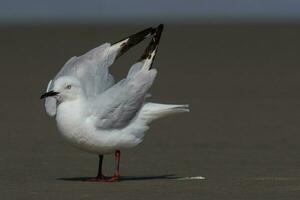 Black-billed Gull Endemic to New Zealand photo