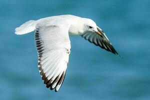 pico negro gaviota endémico a nuevo Zelanda foto