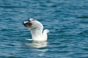 Black-billed Gull Endemic to New Zealand photo