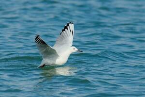 Black-billed Gull Endemic to New Zealand photo