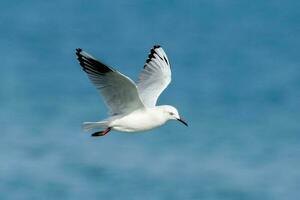 Black-billed Gull Endemic to New Zealand photo