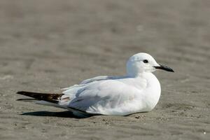 pico negro gaviota endémico a nuevo Zelanda foto