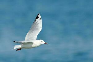 pico negro gaviota endémico a nuevo Zelanda foto