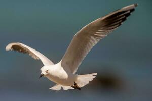 Black-billed Gull Endemic to New Zealand photo