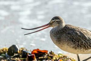 Black-tailed Godwit in Australia photo