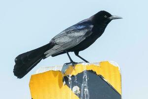 Boat tailed Grackle photo