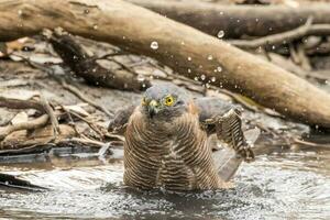 Brown Goshawk in Australia photo