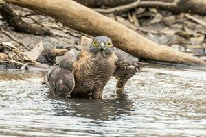 Brown Goshawk in Australia photo