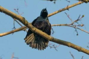 Common Grackle in USA photo