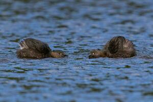 Dabchick New Zealand Grebe photo