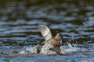 Dabchick New Zealand Grebe photo