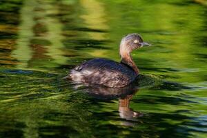 Dabchick New Zealand Grebe photo