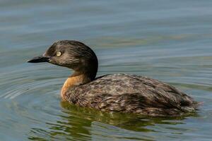 Dabchick New Zealand Grebe photo