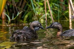 dabchick nuevo Zelanda zampullín foto