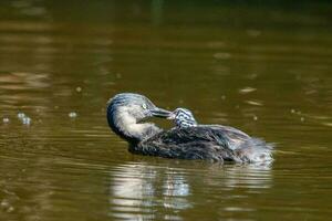 Dabchick New Zealand Grebe photo