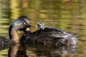 dabchick nuevo Zelanda zampullín foto