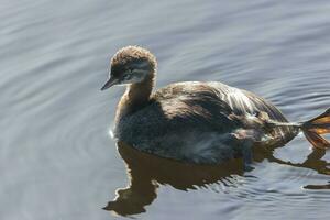 Dabchick New Zealand Grebe photo