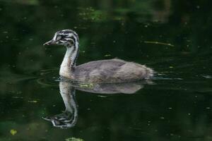 Great Crested Grebe in England photo