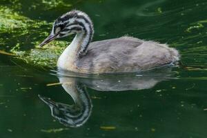 Great Crested Grebe in England photo