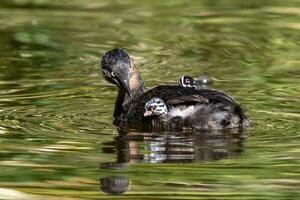 Dabchick New Zealand Grebe photo