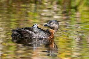 Dabchick New Zealand Grebe photo