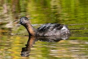 Dabchick New Zealand Grebe photo