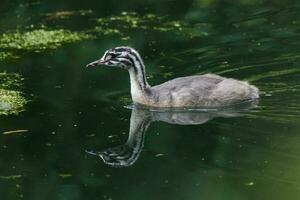 Great Crested Grebe in England photo