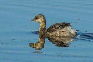 Hoary Headed Grebe photo