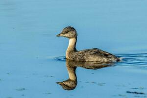 Hoary Headed Grebe photo