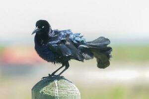 Great Tailed Grackle photo
