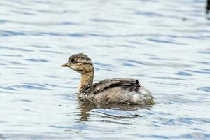 Hoary Headed Grebe photo