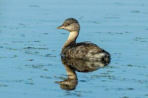 Hoary Headed Grebe photo