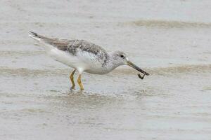 de Nordmann greenshank en Australia foto