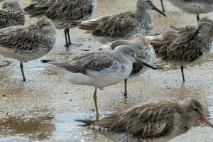 de Nordmann greenshank en Australia foto