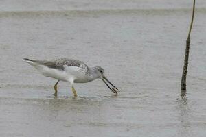 de Nordmann greenshank en Australia foto