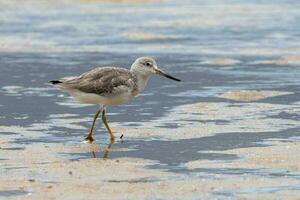 Nordmann's Greenshank in Australia photo