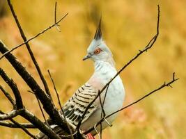 Crested Pigeon in Australia photo