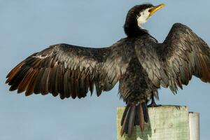 Little Shag in New Zealand photo