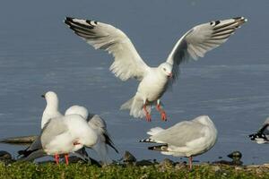 Red-billed Gull in New Zealand photo