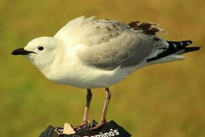 Red-billed Gull in New Zealand photo