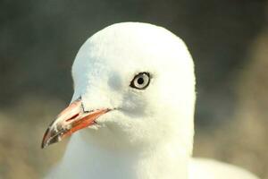 gaviota de pico rojo en nueva zelanda foto