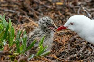 Red-billed Gull in New Zealand photo