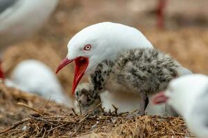 Red-billed Gull in New Zealand photo