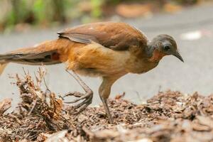 Albert's Lyrebird in Australia photo