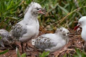 Red-billed Gull in New Zealand photo